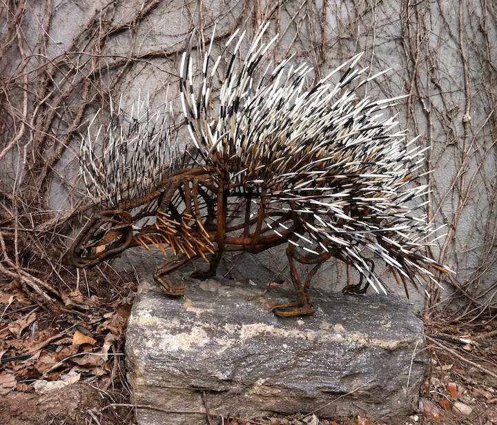 Porcupine Walking